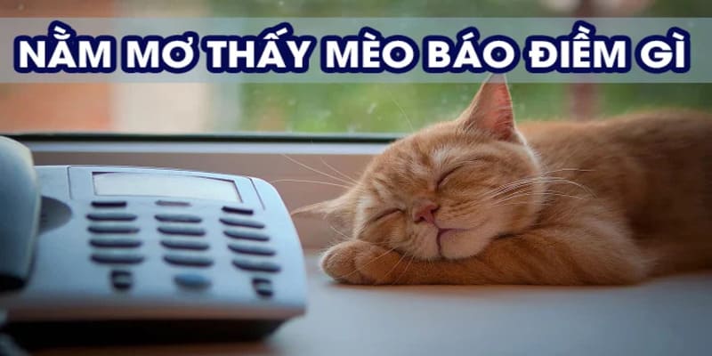 Giải mã chi tiết giấc mơ thấy mèo của bạn