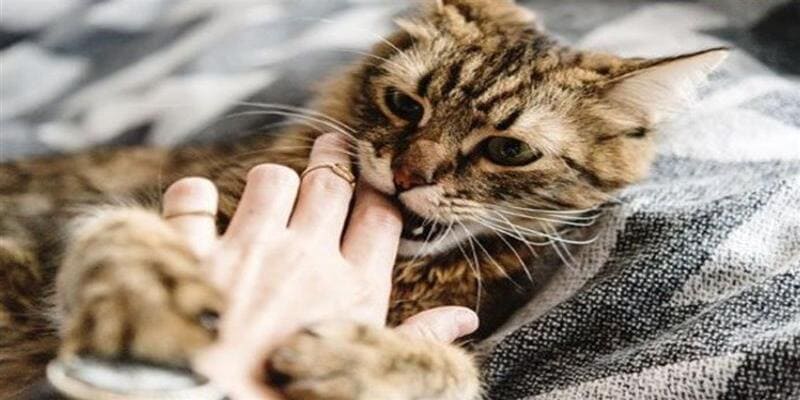 Khi mơ thấy bị mèo cào có nghĩa gì