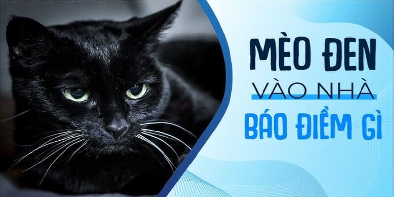 Thấy mèo đen vào nhà trong giấc mơ